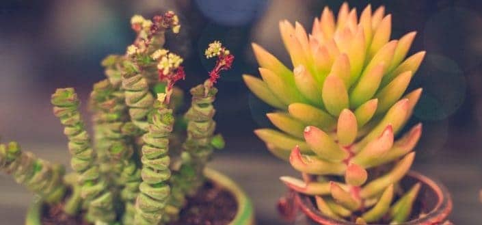How to care for succulents - 2 know the types of succulents.jpg