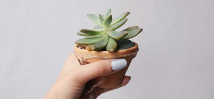 How to care for succulents - How to care for succulents.jpg