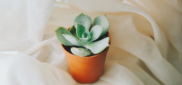 how to water succulents - Saving Succulents That Have Been Over- or Underwatered