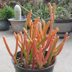 Firesticks Euphorbia Tirucalli Pencil Cactus in a pot