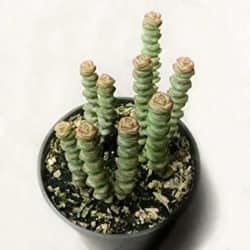 Best Indoor Succulent Plants - Baby Necklace