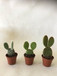 3 small Cactus Bunny ears in pots