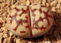 Lithops dorotheae in pebbles