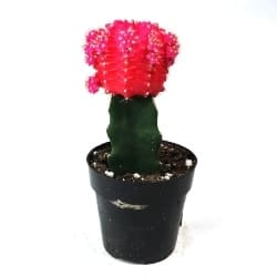 Moon Cactus Pink in a black pot