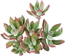 Best Indoor Succulents - Ruby Slippers
