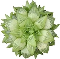 Best Indoor Succulents - Star Window Plant