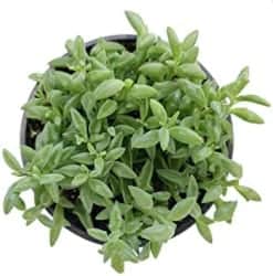Best Indoor Succulents - String of Dolphins