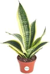 Best Indoor Succulents - 'Superba' Air Plant