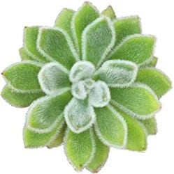 Best Indoor Succulents - Taylor Woolly