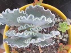Cotyledon Undulata Scallop in a pot