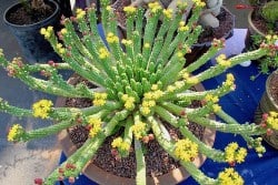 Euphorbia pugniformis in a pot