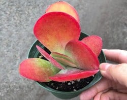 Red Kalanchoe Luciae in a green pot being held up