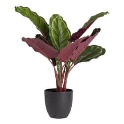 Indoor Succulents That Can Be Outdoor - Faux Calathea Plant (1)