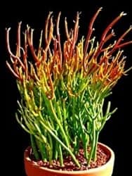 Indoor Succulents That Can De Outdor - Fire Sticks