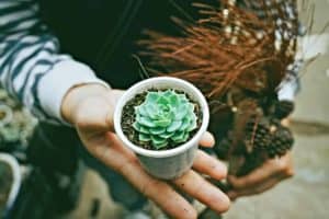 How to care for succulents - Featured