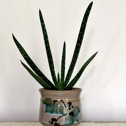 Outdoor Succulents - Aloe Vera