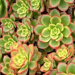 Outdoor Succulents - Kiwi Aeonium