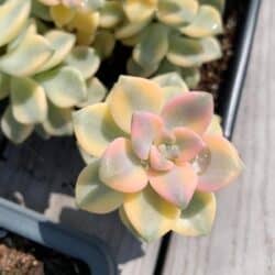 Graptopetalum Variegated Tituban in a metal tray