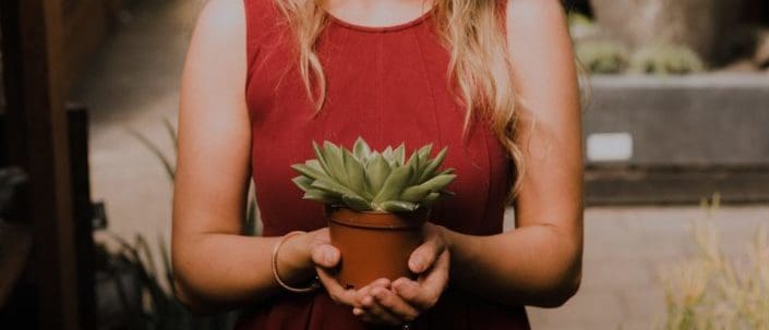 How to Pick The Best Indoor Succulent pLantsTake a Leap