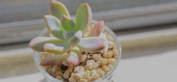 how to propagate succulents - Know how to feed succulents.jpg