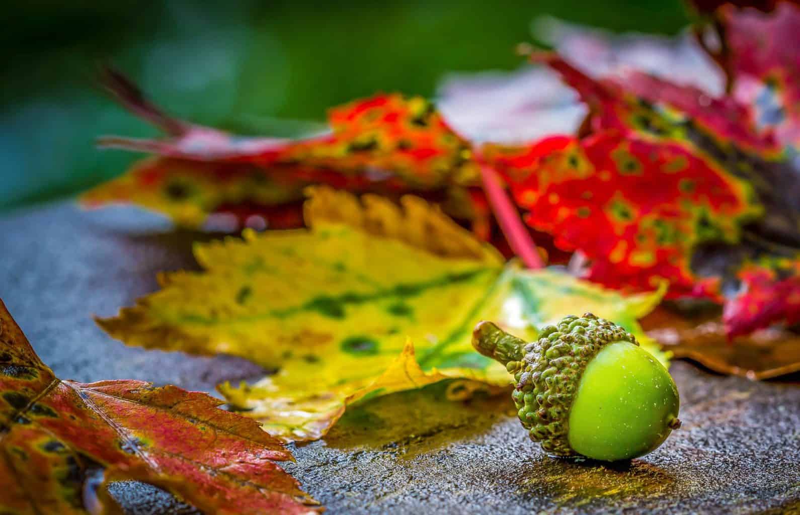 Autumn leaves beside an acorn lying on the floor