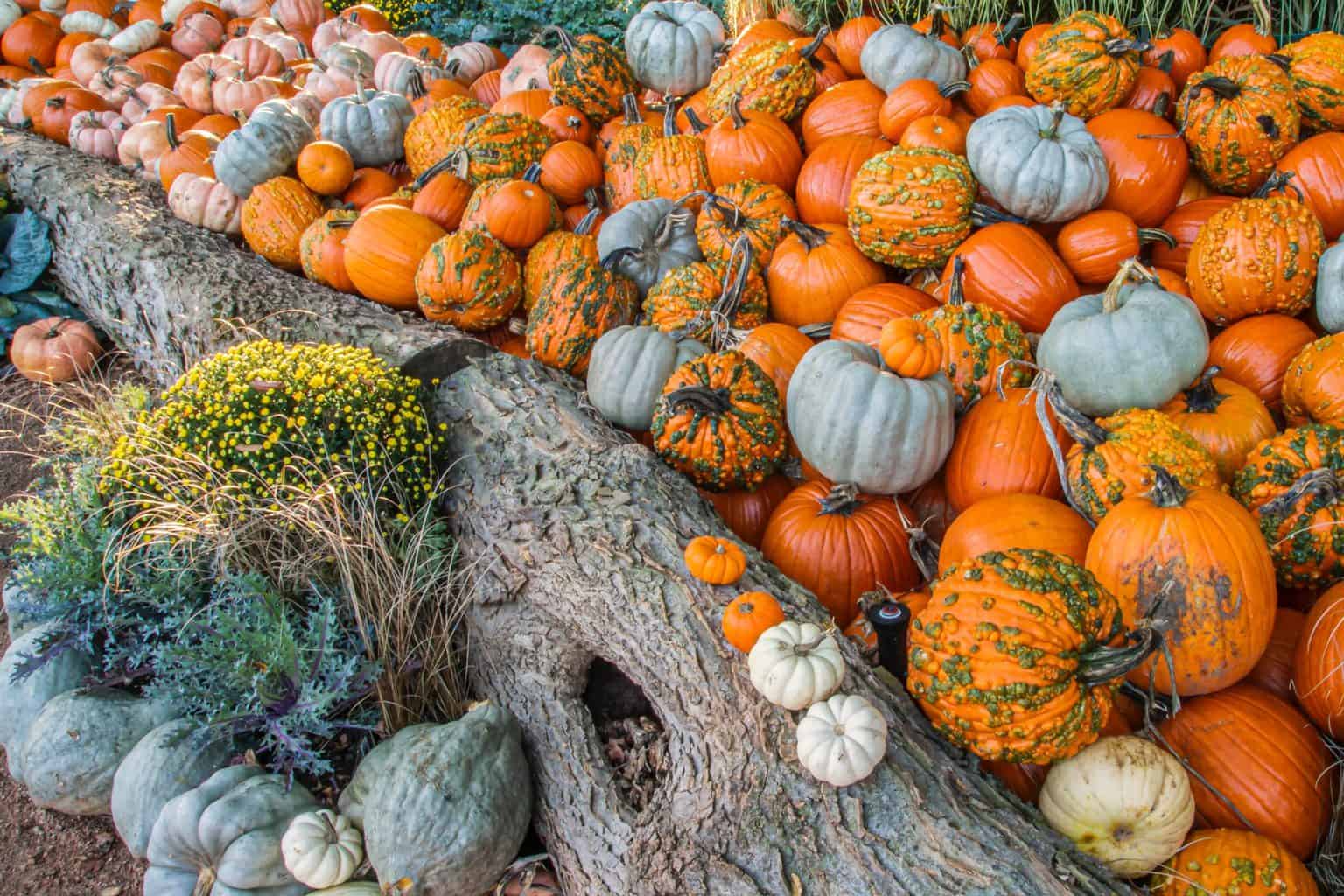 A pile of pumpkins with different sizes and shapes