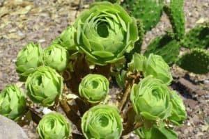 How To Grow And Care For Rose Succulents aka Greenovia Dodrentalis - Featured