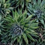How to grow lace aloe (Aloe aristata) - Featured