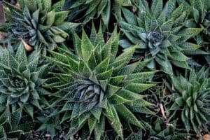 How to grow lace aloe (Aloe aristata) - Featured