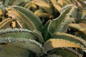 How To Grow mother of thousands (Kalanchoe daigremontiana) - Featured