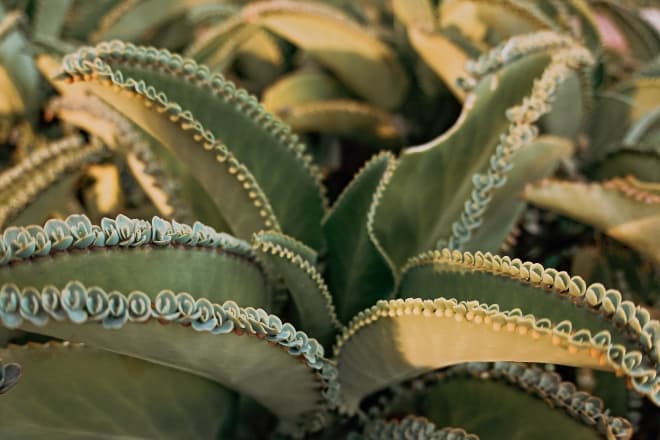 close up of mother of thousands - mother of thousands