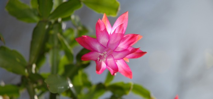 A pink, blooming flower