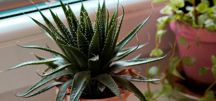 What is aloe aristata