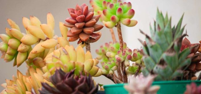 Step #1. Make Sure You Have The Right Type Succulent