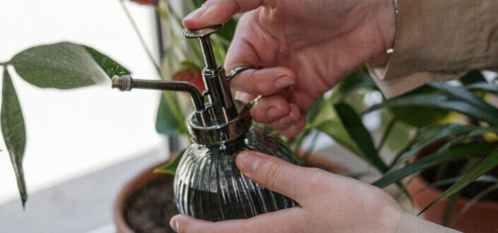 a solution being sprayed into plants