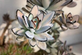 How To Grow Kalanchoe Tomentosa Easily - One Helpful Guide You Need
