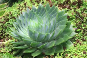How To Grow Spiral aloe (Aloe polyphylla) - Featured