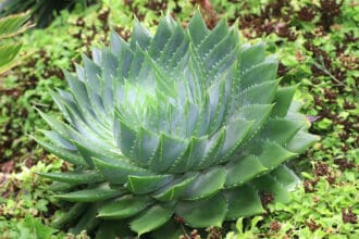 How To Grow Spiral Aloe (Aloe Polyphylla) - Make Your Home Look Amazing
