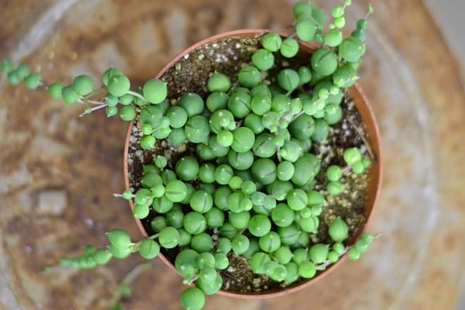Pot of plants on a table - how to grow string of pearls senecio rowleyanus