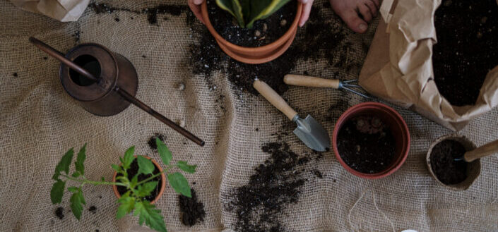 person transplanting plant to small pot