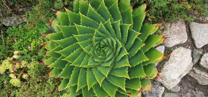 Bird's eye view of a green succulent plant in the outdoors