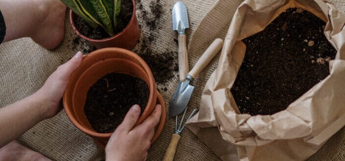 Person preparing soil for indoor plants