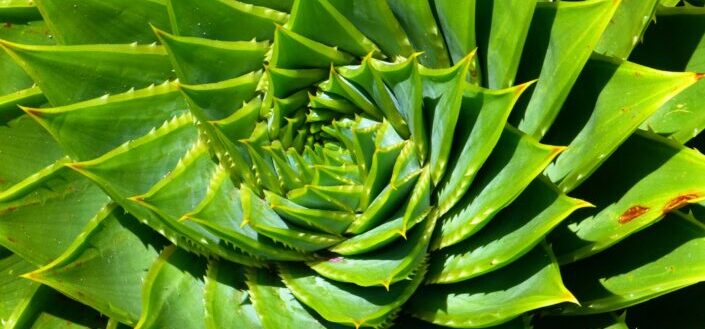 Close up photo of a succulent