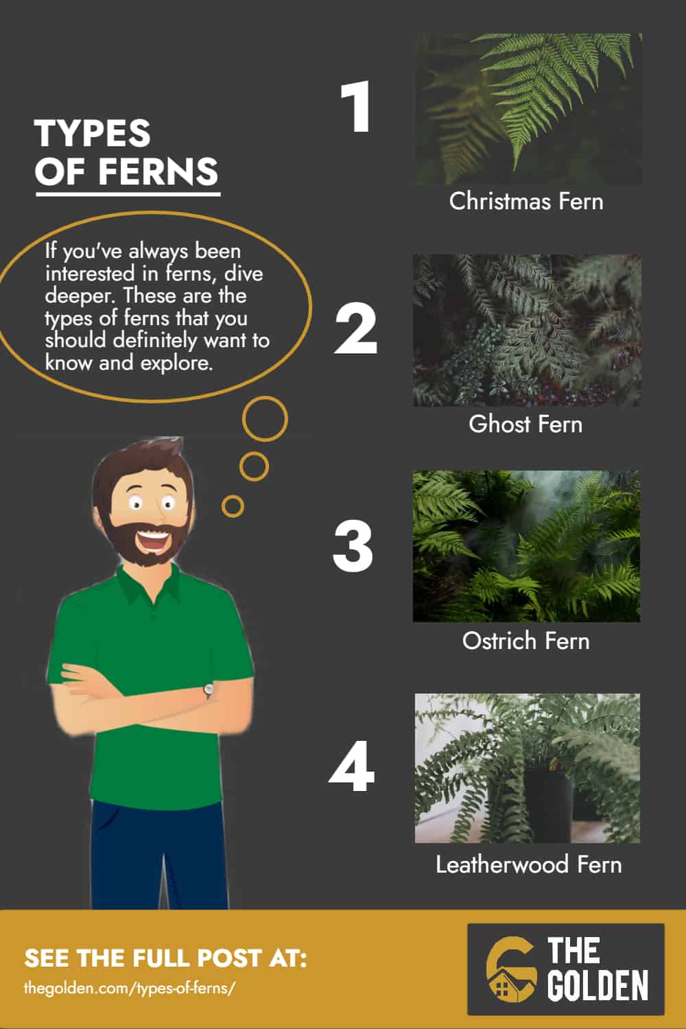 Types of Ferns Infographics