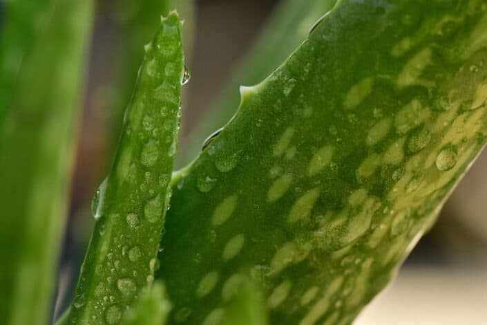 aloe vera leaves with raindrops