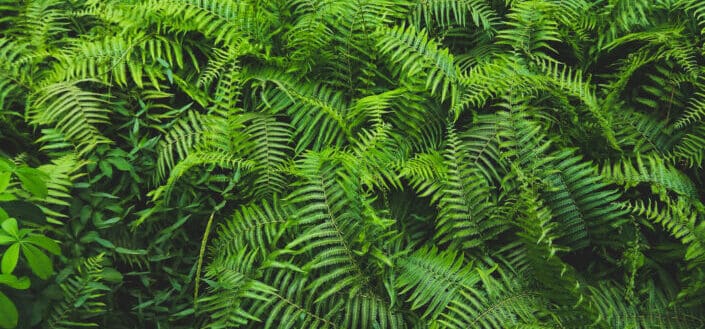 Green Ferns