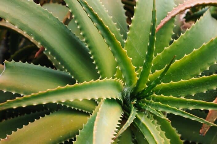 Aloe with sharp spikes