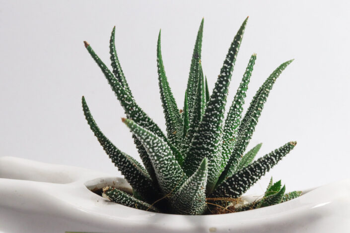 Aloe with white spots