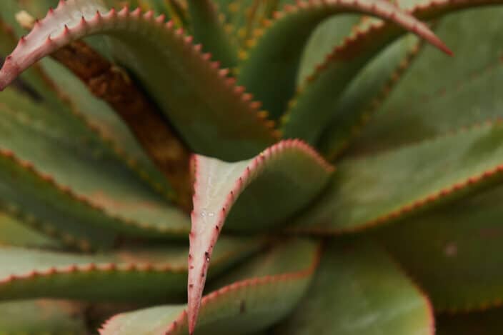 Aloe with prickly leaves