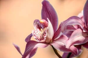 types of orchids - featured